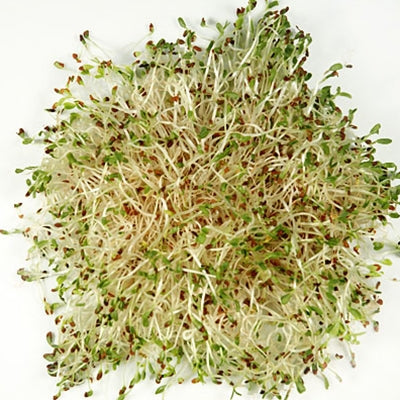 Alfalfa Sprouts Organic Seeds