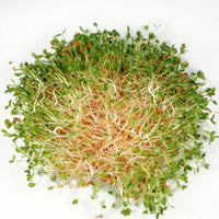 Clover Sprouts Organic Seeds