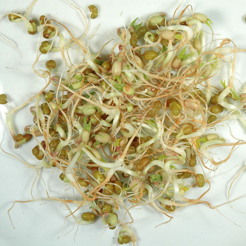 Mung Bean Sprouts Seeds