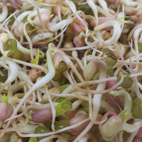 Mung Bean Sprouts Seeds