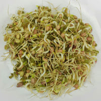 Mung Bean Sprouts Seeds