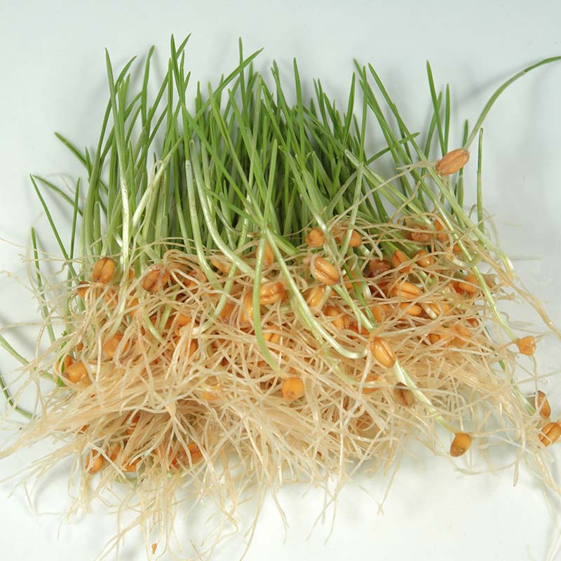 Wheat Sprouts Organic Seeds