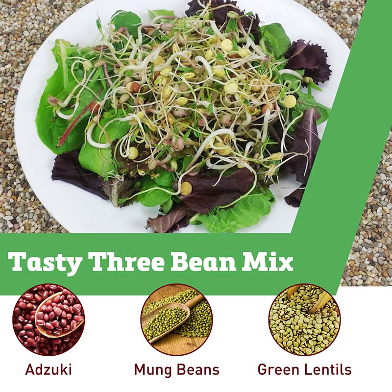 Bean Mix Sprouts Seeds