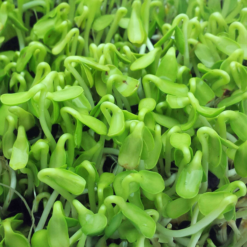 Sunflower Sprouts Seeds