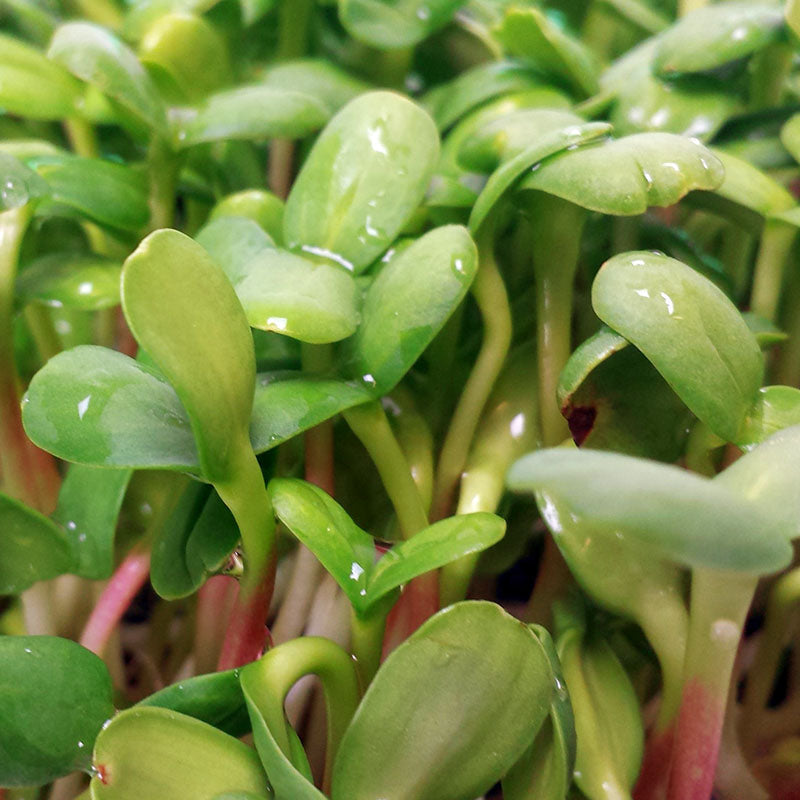 Sunflower Sprouts Seeds