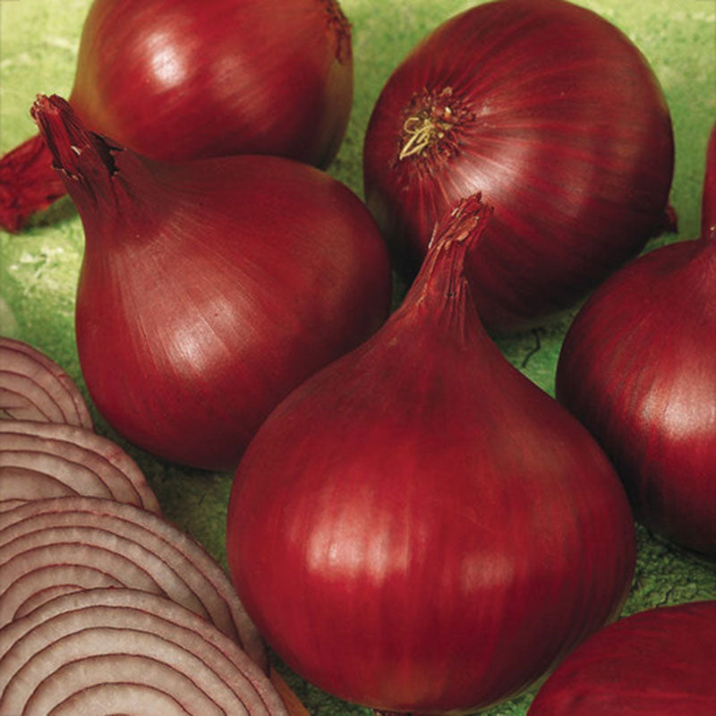 Onion Redwing F1 Live Plants