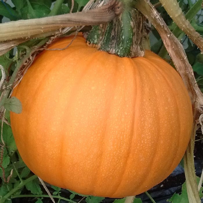 Pumpkin Naked Bear F1 Seed