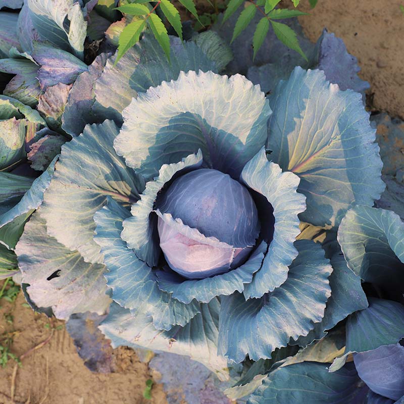 Cabbage Ruby Ball Improved F1 Seed