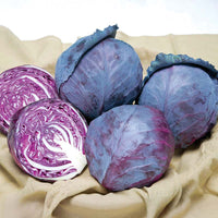 Cabbage Ruby Ball Improved F1 Seed