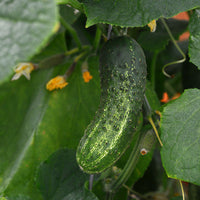 Cucumber Gherking F1 Seed