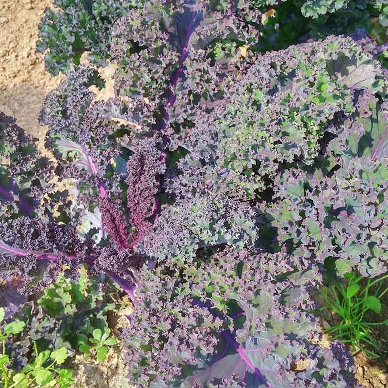 Kale Scarlet Seed