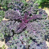 Kale Scarlet Seed