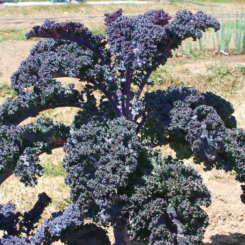 Kale Scarlet Seed