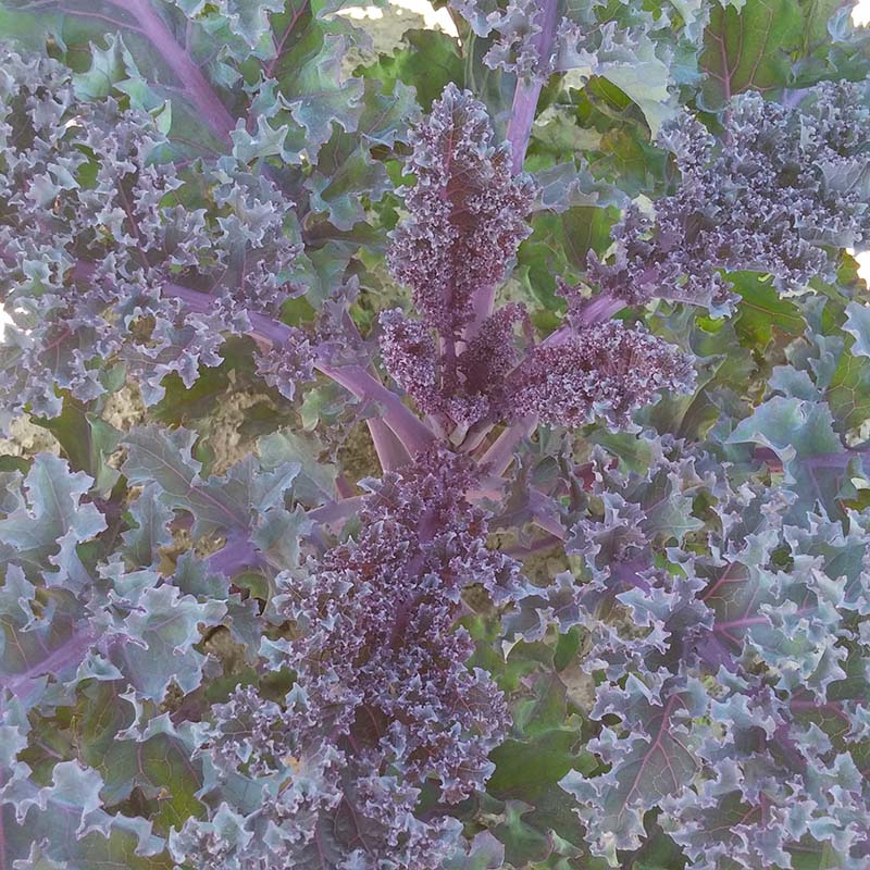 Kale Scarlet Seed