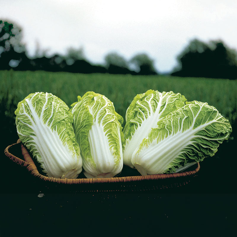 Cabbage Bilko F1 Organic Seed