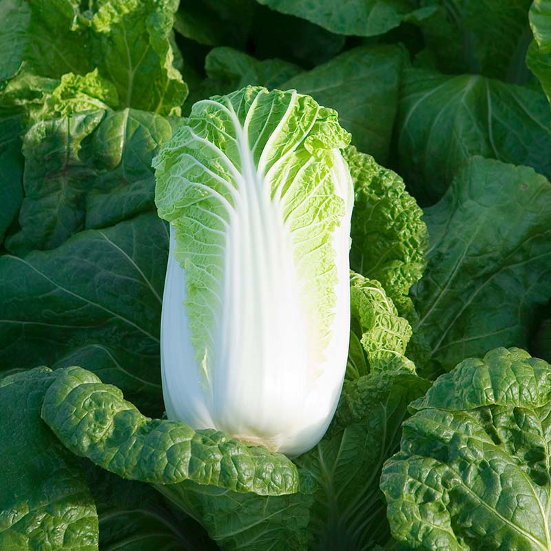 Cabbage Bilko F1 Organic Seed