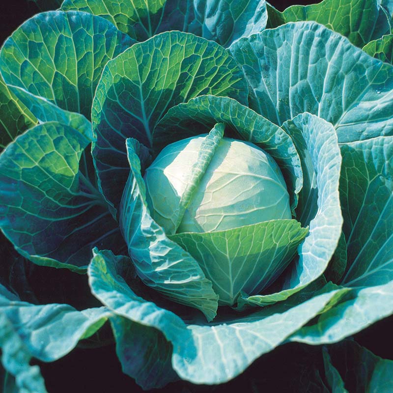 Cabbage Farao F1 Organic Seed