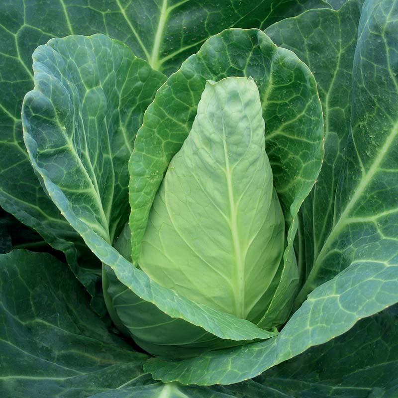 Cabbage Caraflex F1 Organic Seed