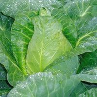 Cabbage Caraflex F1 Organic Seed