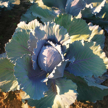 Cabbage Integro F1 Organic Seed