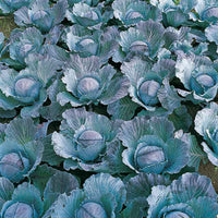 Cabbage Integro F1 Organic Seed