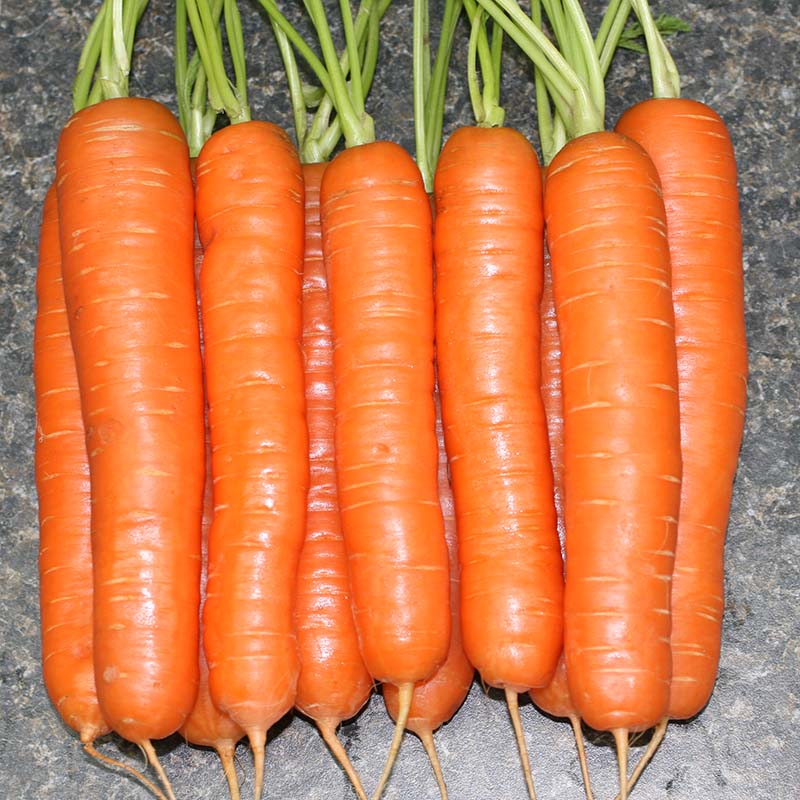 Carrot Yaya F1 Organic Seed