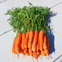 Carrot Yaya F1 Organic Seed