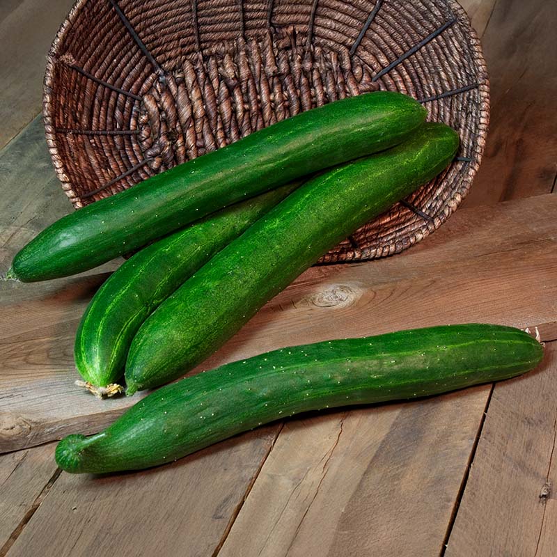 Cucumber Tasty Green F1 Organic Seed