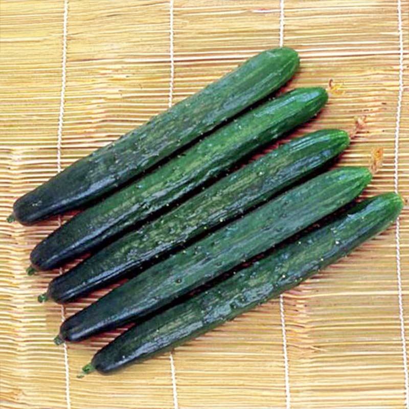 Cucumber Tasty Green F1 Organic Seed