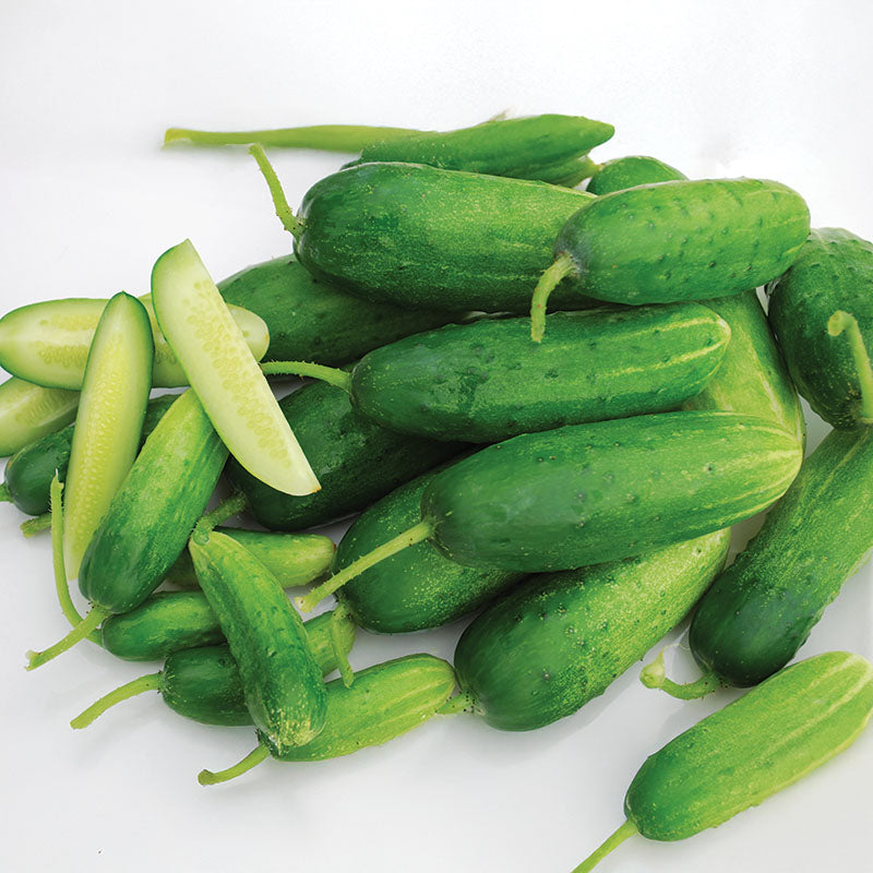 Cucumber Double Yield Organic Seed