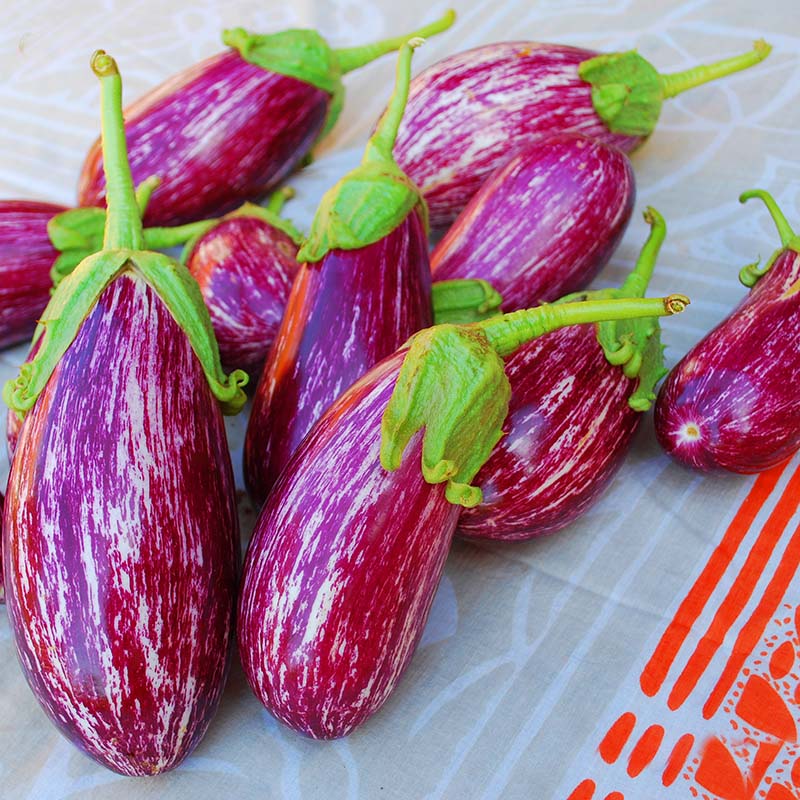 Eggplant Listada De Gandia Seed