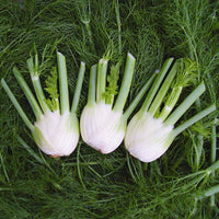 Fennel Orion F1 Organic Seed