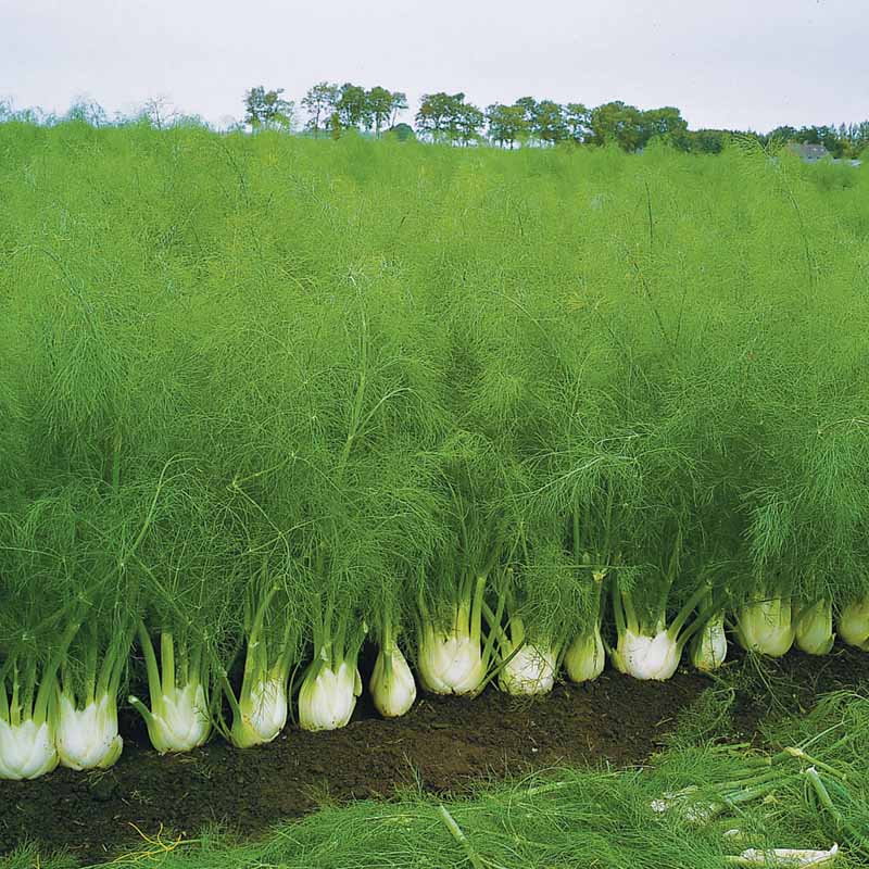 Fennel Orion F1 Organic Seed