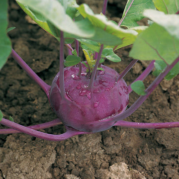 Kohlrabi Kolibri F1 Organic Seed