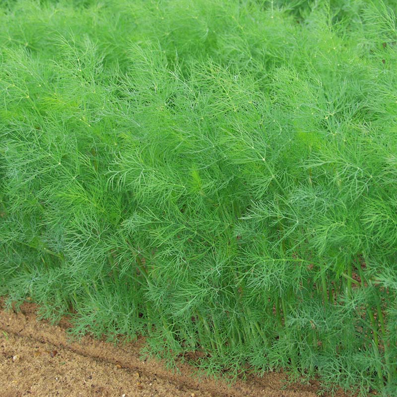 Dill Hera Organic Seed