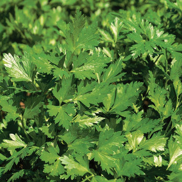 Parsley Peione Seed