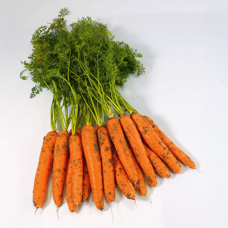 Carrot Negovia F1 Organic Seed