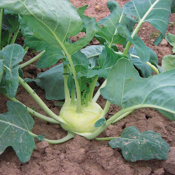 Kohlrabi Korist F1 Organic Seed