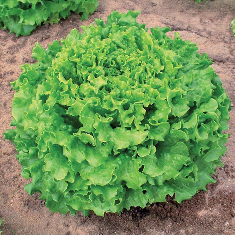 Lettuce Muir MTO Organic Seed