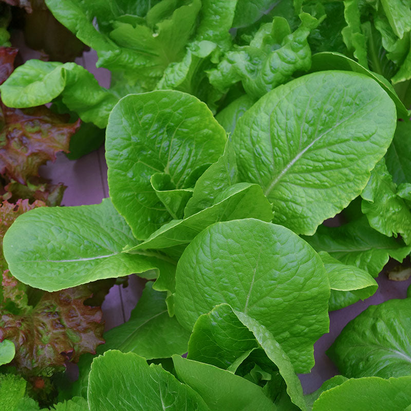 Lettuce Coastal Star MTO Organic Seed