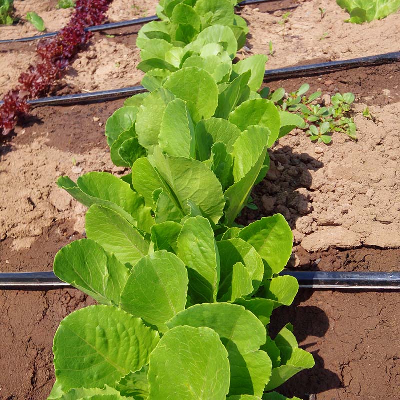 Lettuce Coastal Star MTO Organic Seed