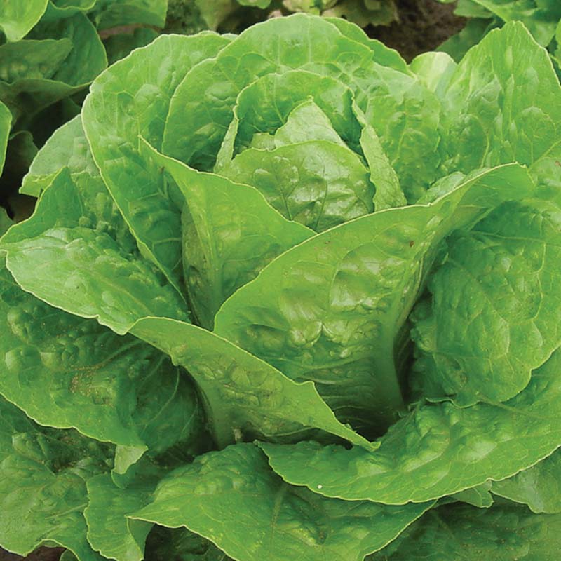 Lettuce Coastal Star MTO Organic Seed