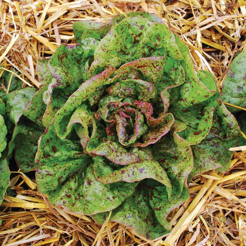 Lettuce Speckled Organic Seed