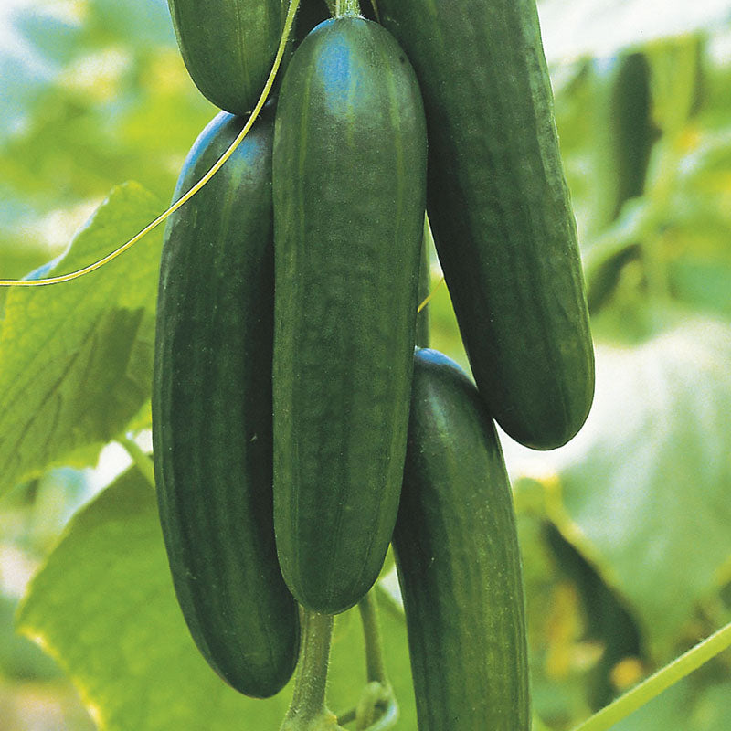 Cucumber Picolino F1 Organic Seed