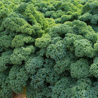 Kale Darkibor F1 Organic Seed