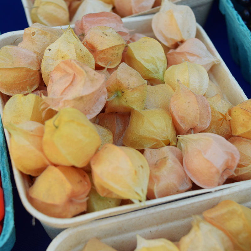 Ground Cherries Aunt Molly's Organic  Seed