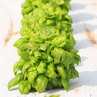 Basil Everleaf Genovese Seed