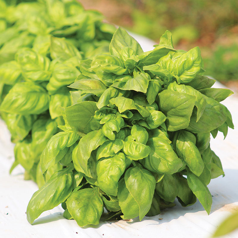 Basil Everleaf Genovese Seed