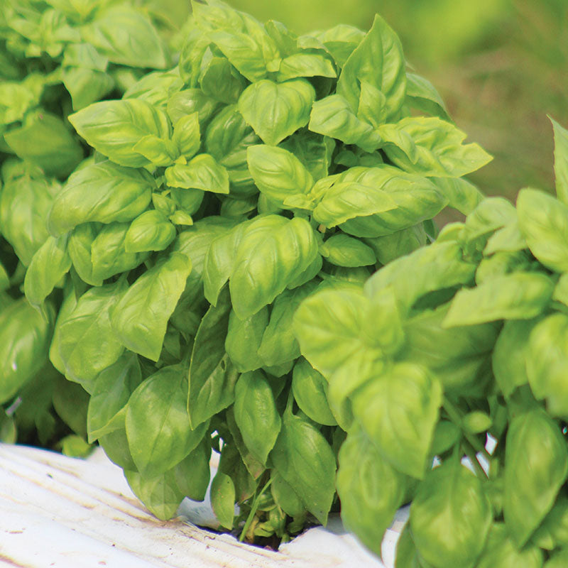 Basil Everleaf Genovese Seed