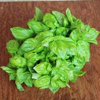 Basil Everleaf Genovese Seed